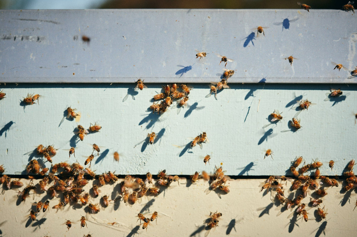 How Much Manuka Honey Per Day – A Simple Guide