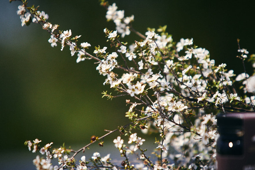 Manuka Honey for Skin – Benefits & How to Use It