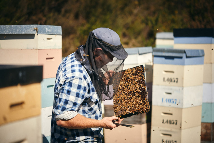 Manuka Honey - A Brief History