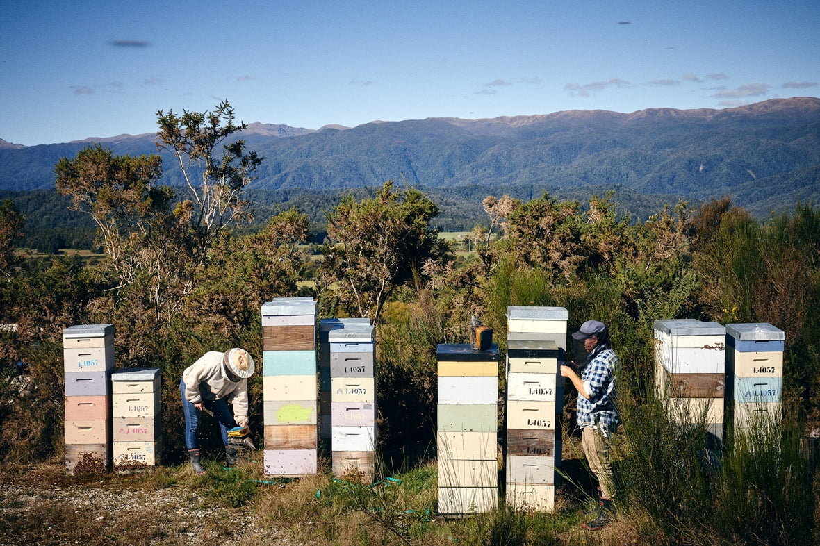 Where to Buy Manuka Honey - A Simple Guide