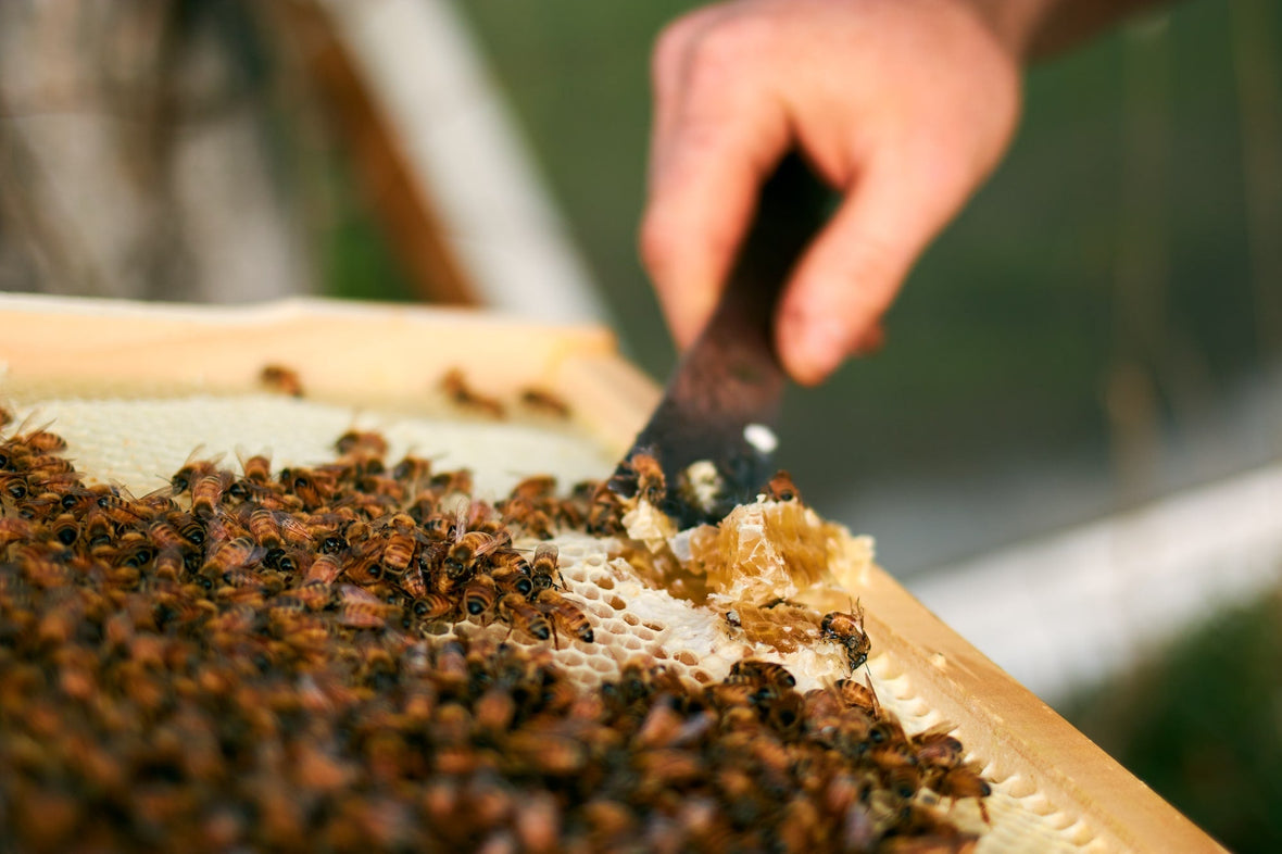 What is Manuka Honey? Everything You Need to Know