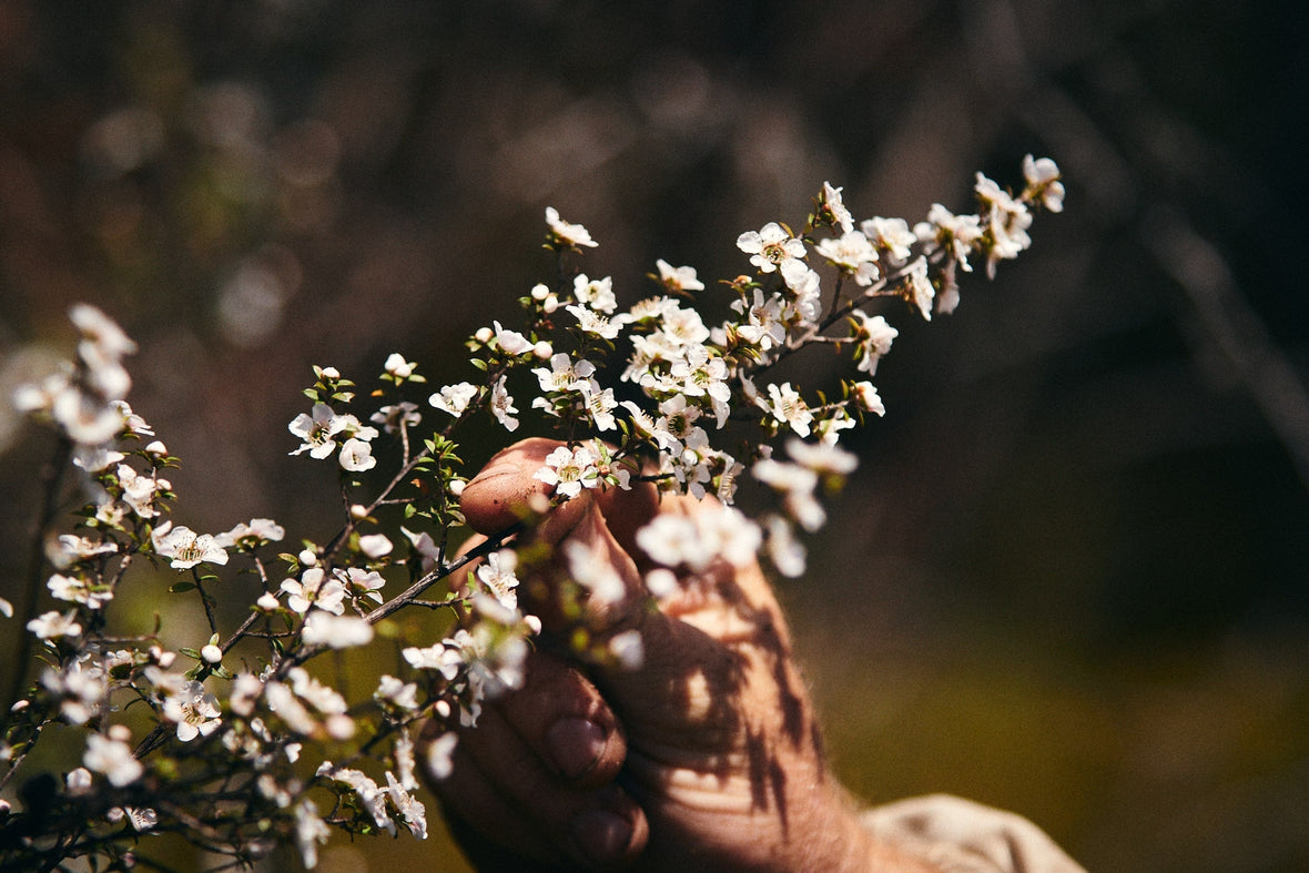 What is Manuka Honey Good For? Real Benefits Explained
