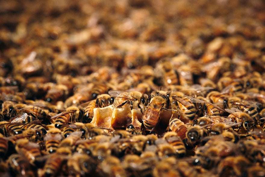 Manuka Honey Benefits - Nature's Healing Wonder